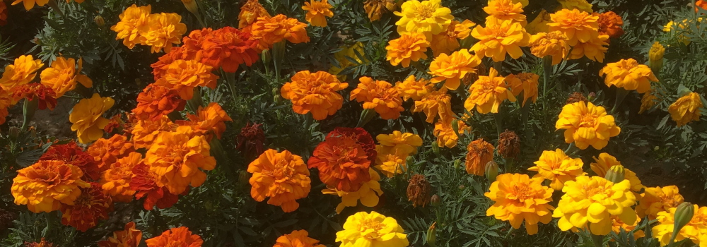 Tagetes Saatgut