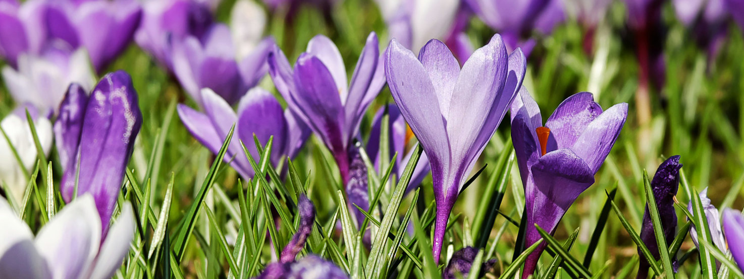 Crocus Tommasinianus