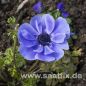 Preview: Anemonen coronaria Mr. Fokker Kronenanemone 4