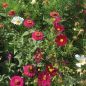 Preview: Blumenwiese LaFleur bouquet rouge 2