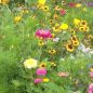 Preview: Blumenwiese halbhohe Mischung 1