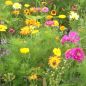 Preview: Blumenwiese halbhohe Mischung 2