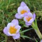 Preview: Crocus Botanische frühjahrsblühende Prachtmischung