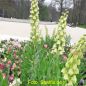 Preview: Fritillaria persica Ivory Bells