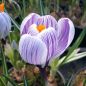 Preview: Crocus Großblumige Pickwick