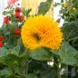 Preview: Helianthus annuus Hohe Sonnengold 1