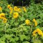 Preview: Helianthus annuus Hohe Sonnengold 3
