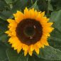 Preview: Helianthus annuus Schnittgold 1