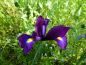 Preview: Iris hollandica Purple Sensation