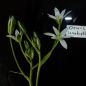 Preview: Ornithogalum umbellatum Milchstern 1