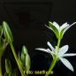 Preview: Ornithogalum umbellatum Milchstern 3