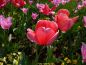 Preview: Darwin-Hybrid-Tulpen Pink Impression 2