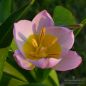 Preview: Tulipa bakeri Lilac Wonder 3