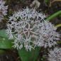 Preview: Allium karataviense Blauzungenlauch 2