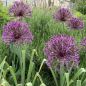 Preview: Allium Purple Rain