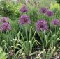 Preview: Allium Purple Rain