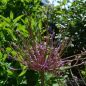 Preview: Allium schubertii 1