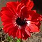 Preview: Anemonen coronaria The Gouverneur 2