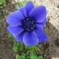 Preview: Anemonen coronaria Mr. Fokker Kronenanemone 3