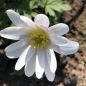 Preview: Anemonen blanda White Splendour