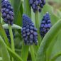 Preview: Bellevalia pycnantha - Muscari paradoxum