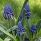 Preview: Bellevalia pycnantha - Muscari paradoxum