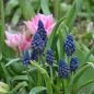 Preview: Bellevalia pycnantha - Muscari paradoxum