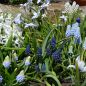 Preview: Bellevalia pycnantha - Muscari paradoxum