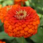 Preview: Zinnien Benarys Giant orange