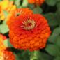 Preview: Zinnien Benarys Riesen Orange