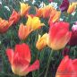 Preview: Tulpen Mischung Mixed Evening Glow 1