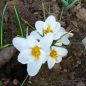 Preview: Crocus Botanische chrysanthus Ard Schenk 2