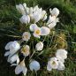 Preview: Crocus Botanische chrysanthus Ard Schenk 4