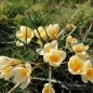 Preview: Crocus Botanische chrysanthus Cream Beauty 1