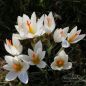 Preview: Crocus Botanische vernus ssp. Albiflorus 2