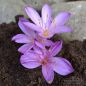 Preview: Colchicum cilicicum spätes Blühstadium