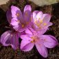 Preview: Colchicum cilicicum