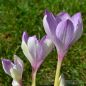 Preview: Colchicum Lilac Wonder 1