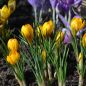 Preview: Crocus Botanische chrysanthus Dorothy 1