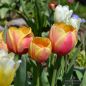 Preview: Darwin-Hybrid-Tulpen Apeldoorn´s Elite