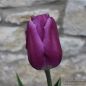 Preview: Einfache frühe Tulpe Purple Prince