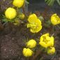 Preview: Eranthis hyemalis Winterlinge