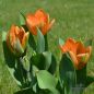 Preview: Fosteriana Tulpe Orange Emperor 2