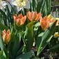 Preview: Fosteriana Tulpe Orange Emperor 4