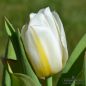 Preview: Fosteriana Tulpen Purissima 1