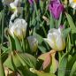 Preview: Fosteriana Tulpen Purissima 4