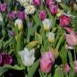 Preview: Fosteriana Tulpen Purissima 5