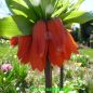 Preview: Fritillaria imperialis Rubra 2