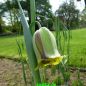 Preview: Fritillaria acmopetala