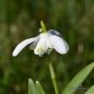Preview: Galanthus nivalis Flore Pleno - Schneeglöckchen